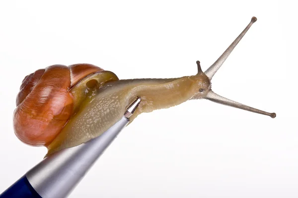 달팽이 메일 — 스톡 사진