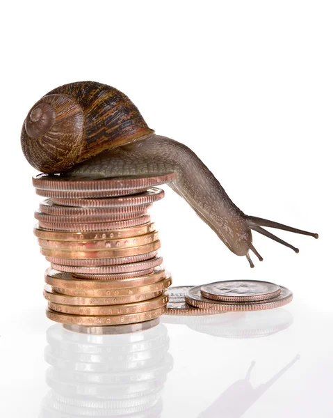 Slow finances — Stock Photo, Image