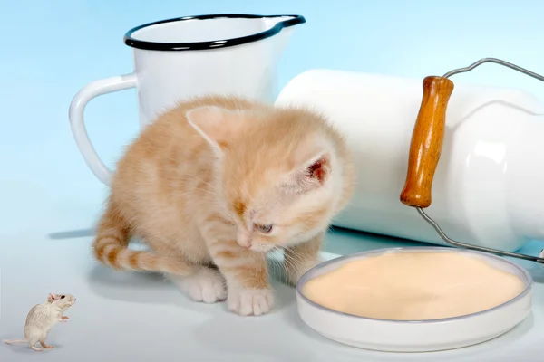 Mouse wants cat milk — Stock Photo, Image