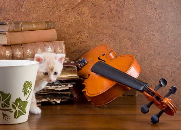 Gatinho e violino — Fotografia de Stock