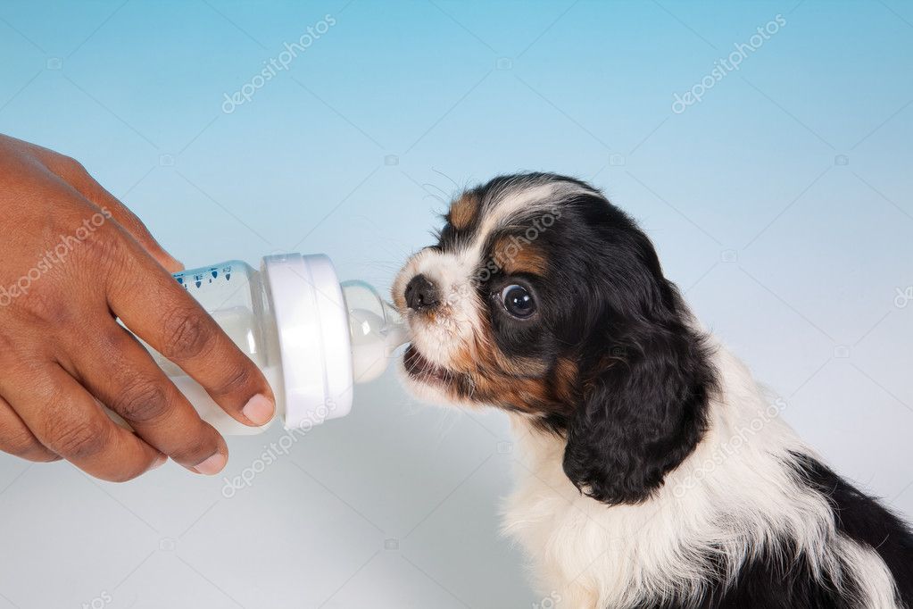 do you give puppies milk