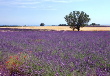 Lavender and wheat clipart