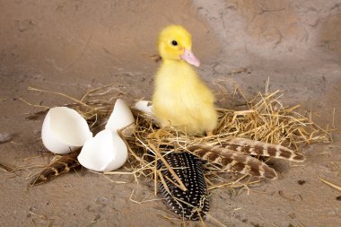 Baby duckling clipart