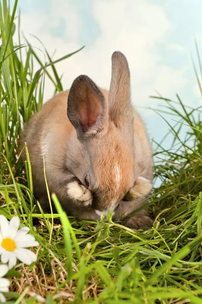 Shy rabbit — Stock Photo, Image