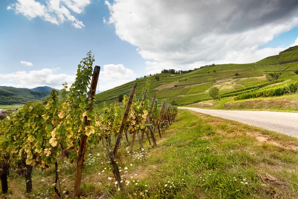 Wijngaarden in Frankrijk — Stockfoto
