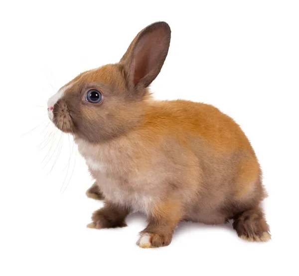 Sitzendes Kaninchen — Stockfoto