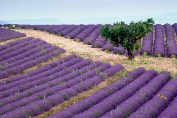 Lavender rows — Stock Photo, Image