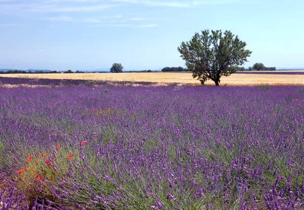 Lavender and wheat — Stock Photo, Image