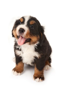 Bernese mountain dog puppy clipart