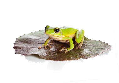 Isolated frog on leaf clipart