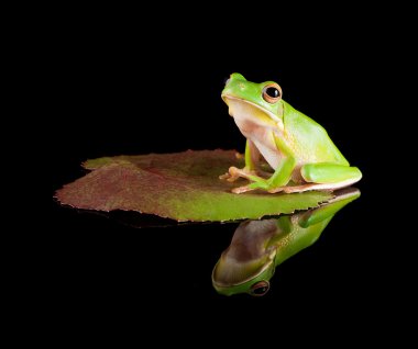 Reflected tree frog on leaf clipart