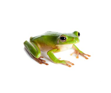 Green tree frog clipart