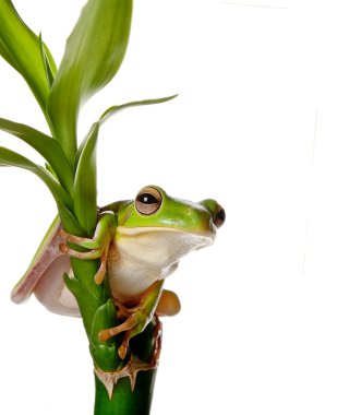 Frog on bamboo branch clipart
