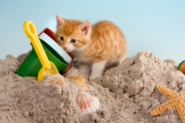 Beach cat clipart