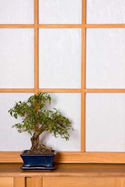Japon odası Bonsai