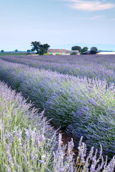 Provenzalisches Lavendelfeld — Stockfoto