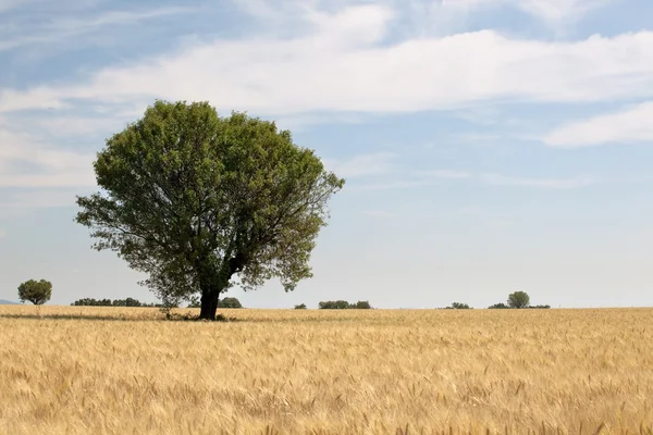 Árbol único en campo de trigo — Foto de Stock