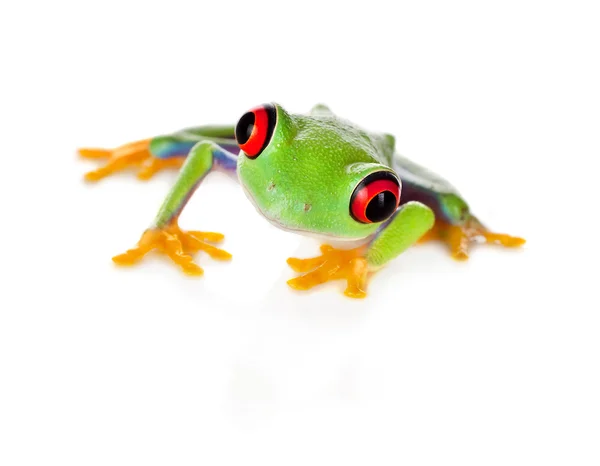 Beyaz izole kırmızı gözlü kurbağa — Stok fotoğraf