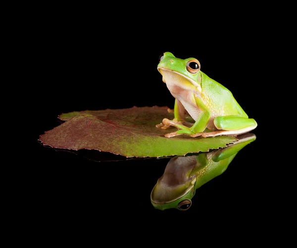 Odzwierciedlenie żaba na liściu — Zdjęcie stockowe