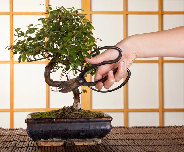 Stříhání bonsaje — Stock fotografie