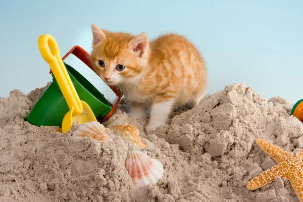 Pláž kočka — Stock fotografie