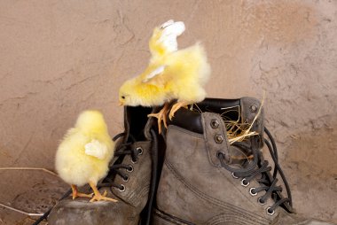 Cute chicks on old shoes clipart