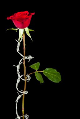 Forbidden rose clipart
