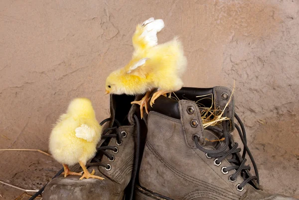 Schattig kuikens op oude schoenen — Stockfoto