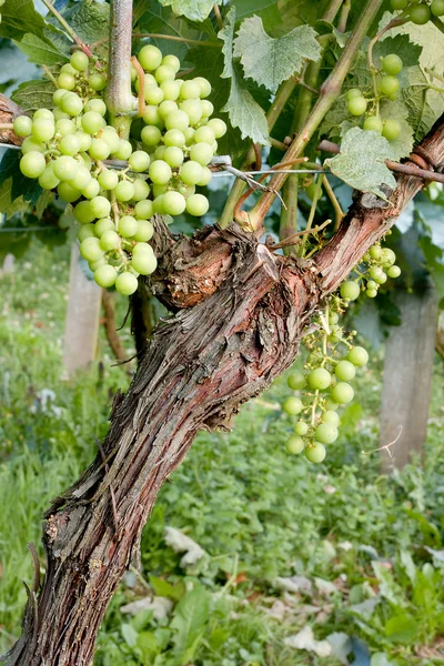 Одинокий виноград — стоковое фото