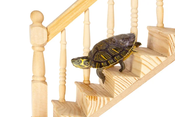 Turtle going down — Stock Photo, Image