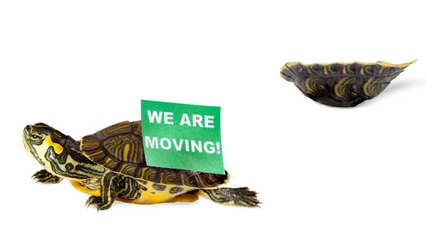 Kaplumbağa yerini değiştirme — Stok fotoğraf