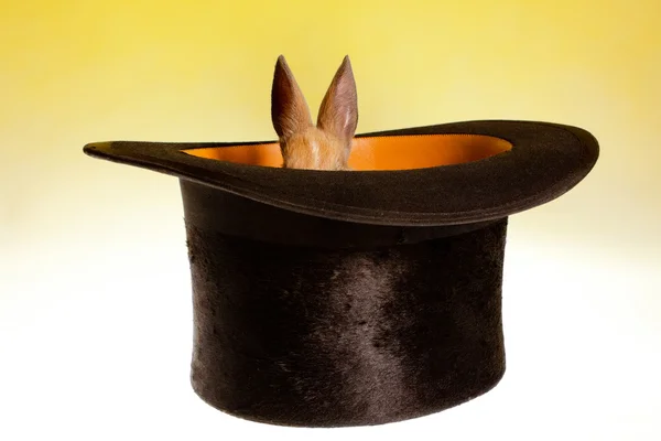Small rabbit in a magic hat — Stock Photo, Image