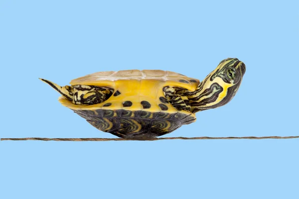 Poor sick turtle — Stock Photo, Image