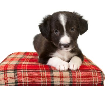 Cute border collie puppy clipart