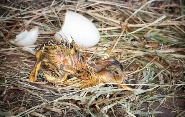 Wet yellow hatched duckling — Stock Photo, Image