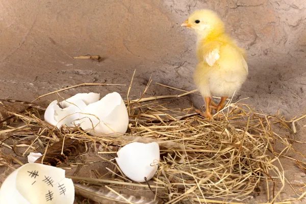 Chick en ei met kalender — Stockfoto