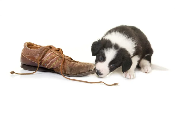 Ayakkabı üzerinde çiğneme köpek yavrusu — Stok fotoğraf