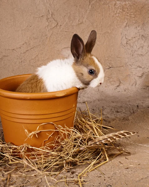 Mini-Kaninchen im großen Blumentopf — Stockfoto