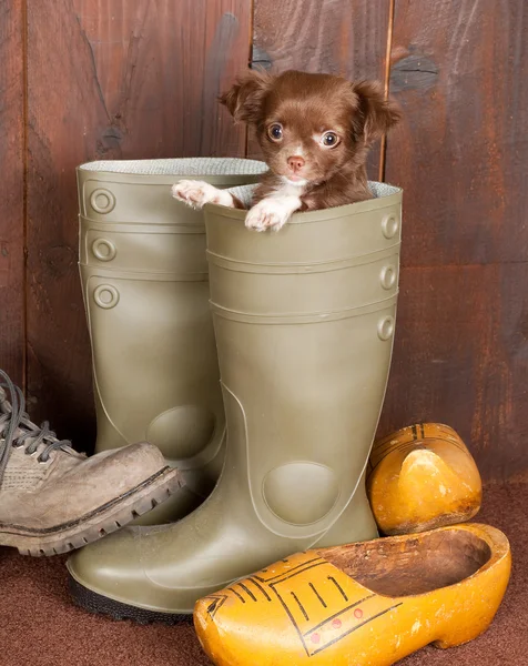Filhote de cachorro em uma bota — Fotografia de Stock
