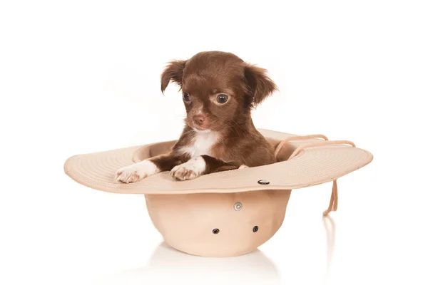 Σκυλάκι σε ένα καπέλο — Φωτογραφία Αρχείου