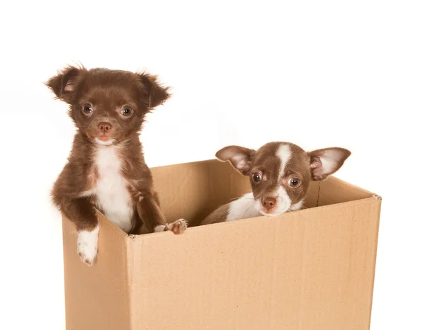 Hundewelpen in einer Box — Stockfoto