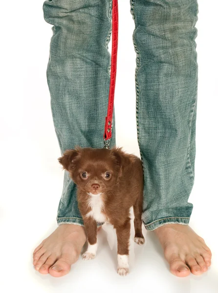 Tiny puppy and big feet — Stock Photo, Image
