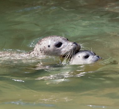 Seal Bebek Yüzme