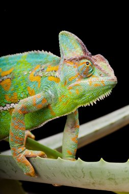 Yemen Chameleon clipart