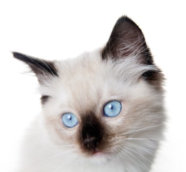 Ragdoll cat clipart