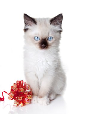 Ragdoll kitten with ribbon clipart