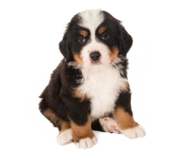 Mountain dog puppy clipart