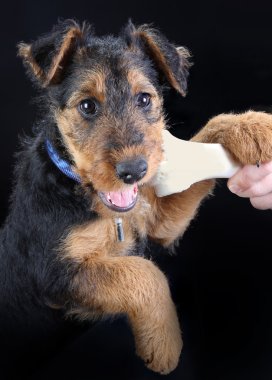 Chewing on a bone clipart