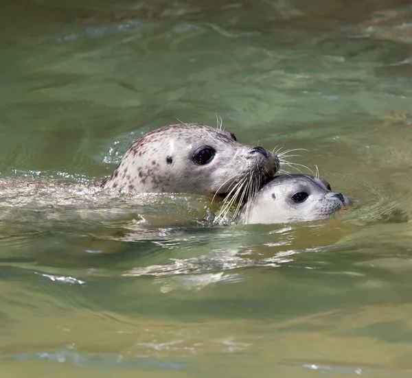 stock image Seal baby swimming