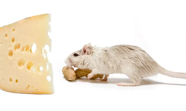 Крыса и сыр — стоковое фото